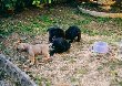 Cuccioli - Puppies