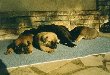 Cuccioli -Puppies